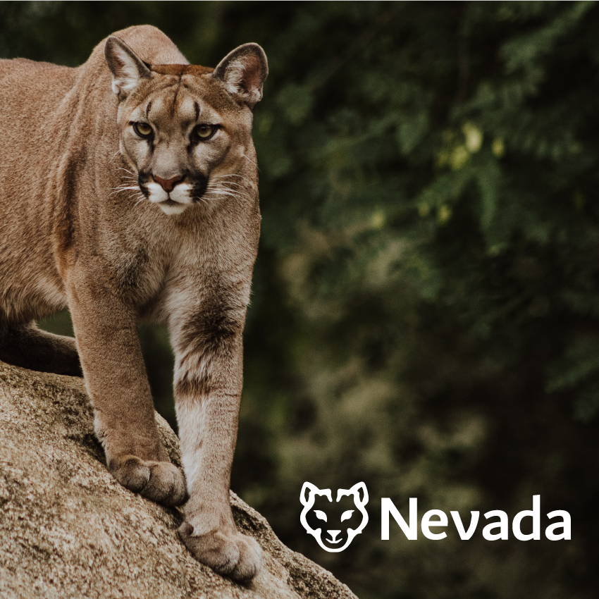 The Nevada mountain lion is highly versatile and adaptive to its habitat. They can thrive in many types of climates and terrains. 
Nevada LMS embodies these powerful qualities and strives to grow within our environment!
#nevadalms #aquisitionssystem #librarymanagement