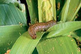 Biopesticides can play a major role to play in managing crop pests and diseases such as fall armyworm. Read more here about the environmental benefits of this emerging #bioeconomy sector 👇 bit.ly/3dLnBV7