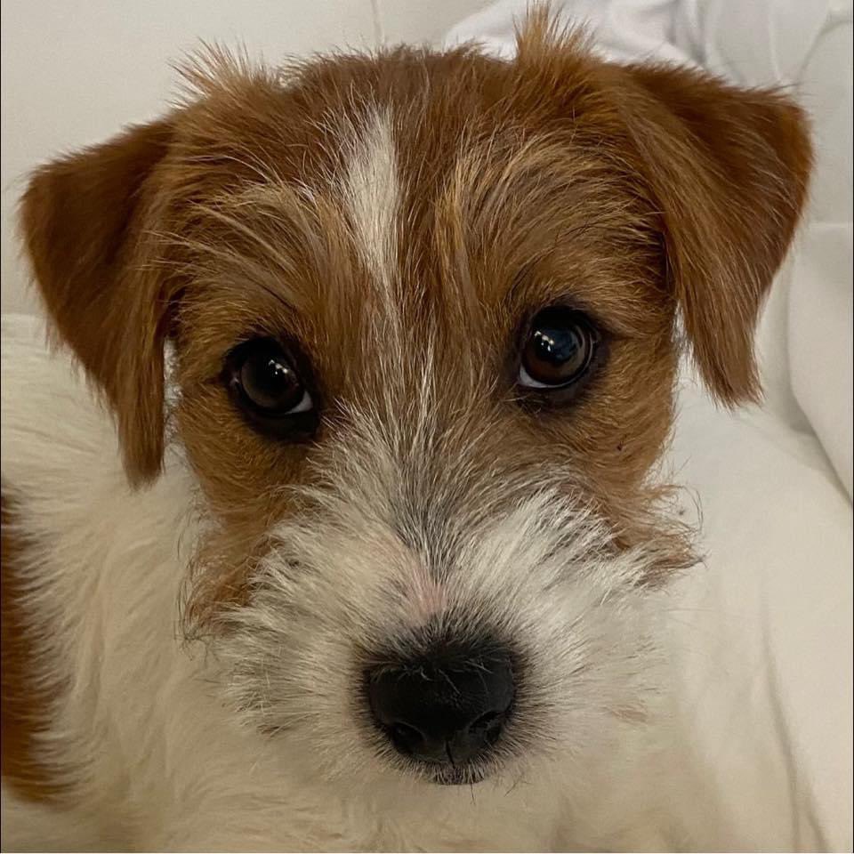 David Nicholson tweet media