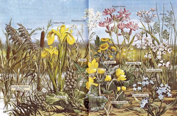 LBFlyawayhome's tweet image. ‘Beside the river’
#DavidPalmer (1976)