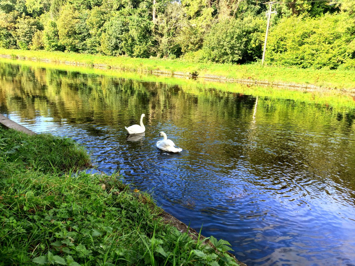 drugelius's tweet photo. Just keep swimming...
#discoverboynevalley
#irishrivers
#riverboyne https://t.co/yGuAkTyntz