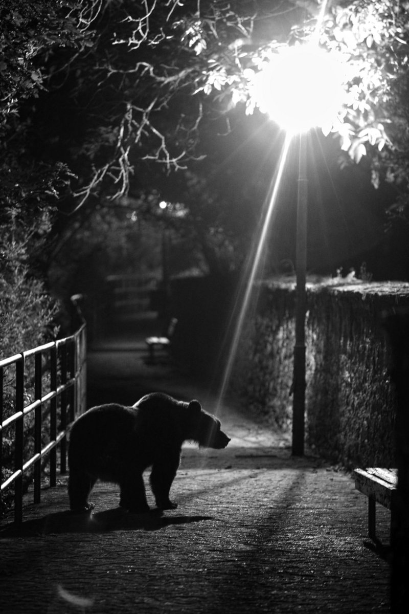 PyramideduLoup's tweet photo. Eliott et les loups à la La Pyramide du Loup ce samedi 1er Octobre - Ciné-débat avec Fabien Bruggmann
17h00 : Diaporama pour les plus jeunes (à partir de 3 ans)
18h00 : Séance projection du film « Eliott et les loups » suivie d'un débat avec le réalisateur Fabien Bruggmann https://t.co/ixEXMWAtXI