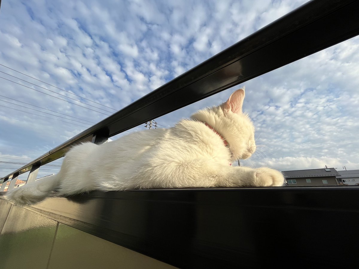 usagiya11's tweet photo. 秋らしい空に
満足気な三郎助🐈💕

#ねこのいる暮らし 
#ねこのいる事務所
#しろねこ
#もふもふ
#ぼさぼさ
#保護猫
#うろこ雲
#ひつじ雲 https://t.co/XlWyJlbmh8