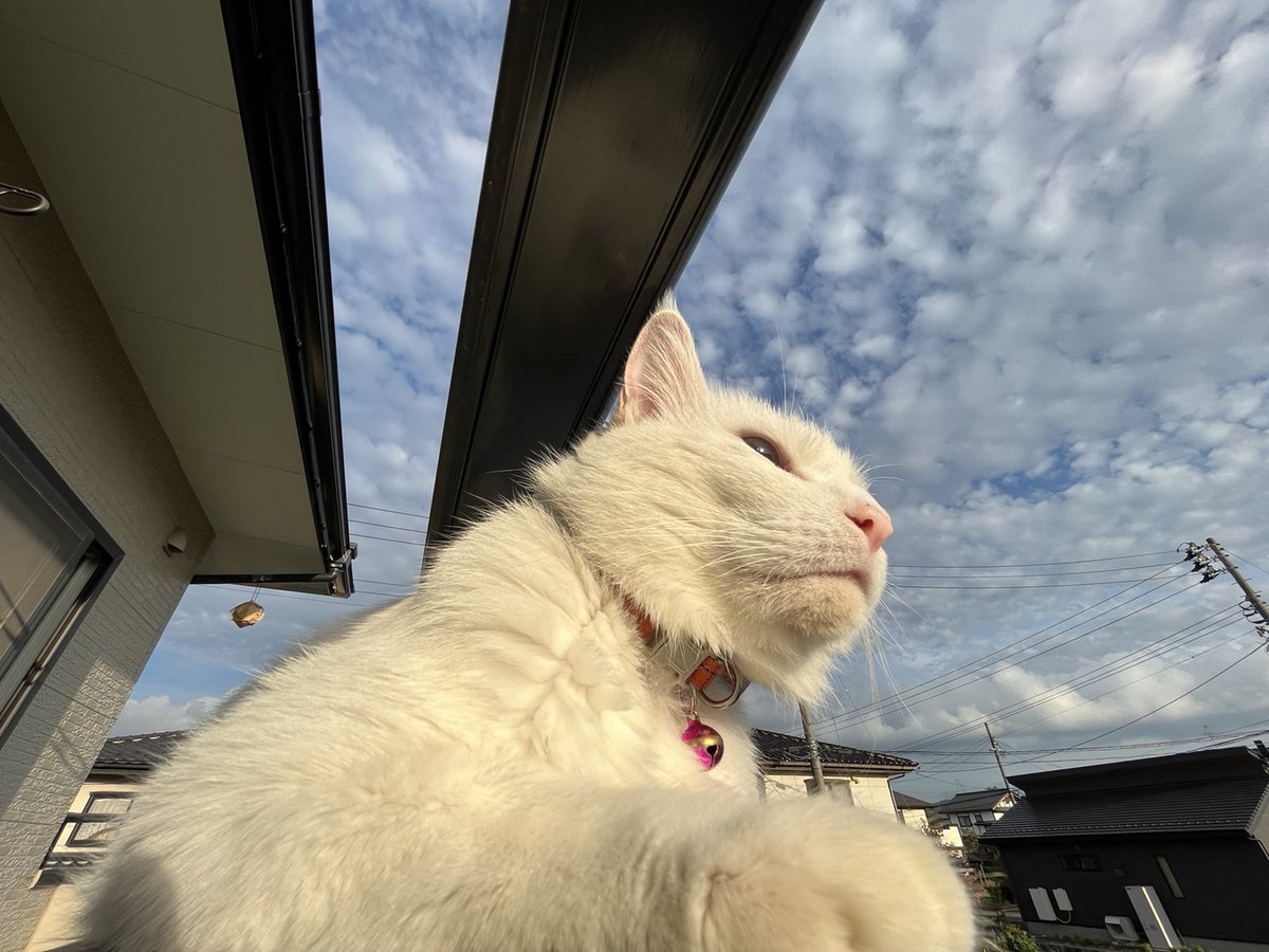 usagiya11's tweet photo. 秋らしい空に
満足気な三郎助🐈💕

#ねこのいる暮らし 
#ねこのいる事務所
#しろねこ
#もふもふ
#ぼさぼさ
#保護猫
#うろこ雲
#ひつじ雲 https://t.co/XlWyJlbmh8
