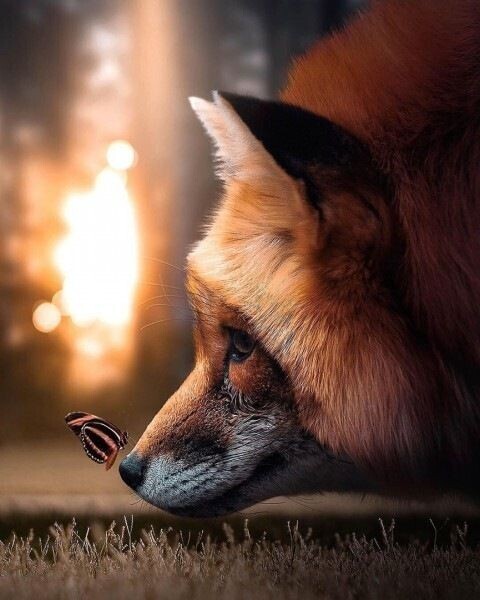 Lola43421215's tweet photo. И в тренде снова...рыжий цвет...🍂🍁 https://t.co/F4X77RC0F5