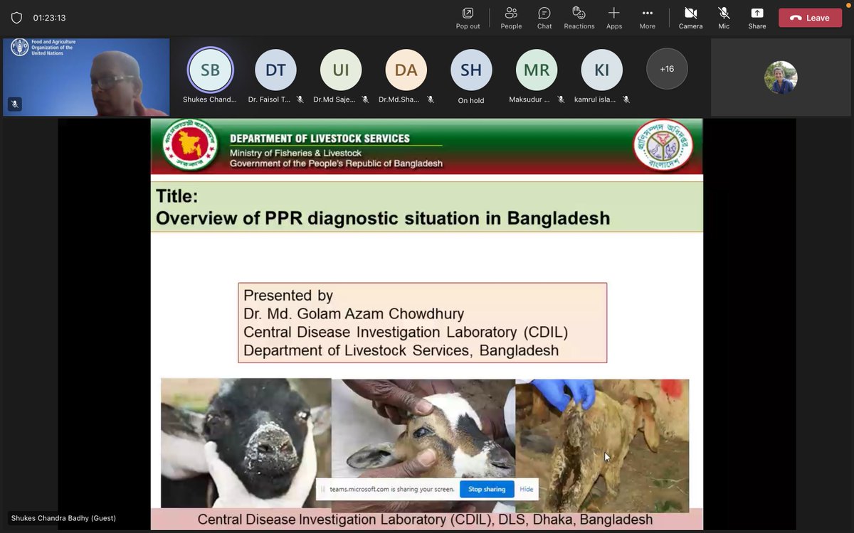 #HappeningNow | <a href="/FAO/">Food and Agriculture Organization</a> delivers online training in Bangladesh to support #pestedespetitsruminants diagnosis, vaccination &amp; post-vaccination sero-monitoring programme. 
 
🐑🐐More on PPR: bit.ly/3xR7I6k
 
#animalhealth