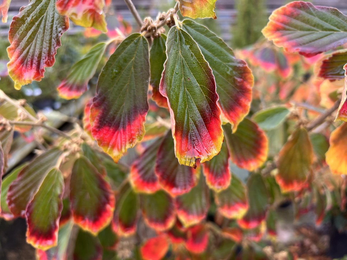 BernhardsPlants's tweet photo. A little #autumnal #magic with the #colour change on #Hamamelis ‘Arnold Promise’. Plenty of #flower buds for #spring too.   Available now at our Cash and Carry. cV23 9QQ https://t.co/qunk4EOkKD