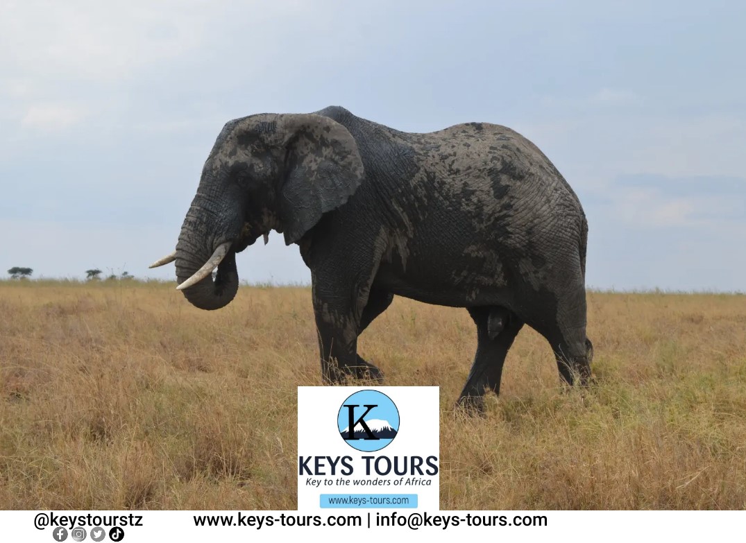 keystourstz's tweet photo. The eye never forgets what the heart has seen! @keystourstz Being here to plan for the best safari ideas!
#Serengeti #endlessplains #elephants #wanderlust #travelphotography #loxodontaafricana #Africa #Magic #travelbloggers #travelagent #Tanzaniasafari #wholesalers #naturelovers https://t.co/v1pkYRyRaP
