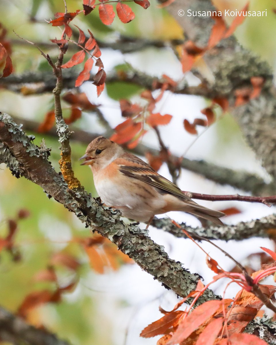 Day 3637735 gradun kirjoittamista ikkunan ääressä: järripeipot saapuivat Etelä-Pohjanmaalle! Toissapäivänä tein samalta paikalta elämän ekan havainnon peukaloisesta 😎 #lintuhavainnot #progradu