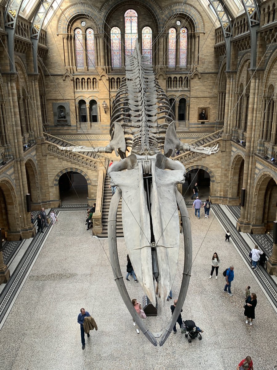 jen_gossman's tweet photo. Late post but had a fabulous time at #SPPC2022 all speakers gave a fabulous talk really insightful and interesting concepts and approaches on show loved it #GCG @OriginalGCG #naturalhistoryconservation #paleoprep #paleontology @Nat_SCA also getting to visit @NHM_London again 🥰 https://t.co/XVLrlTyZHF