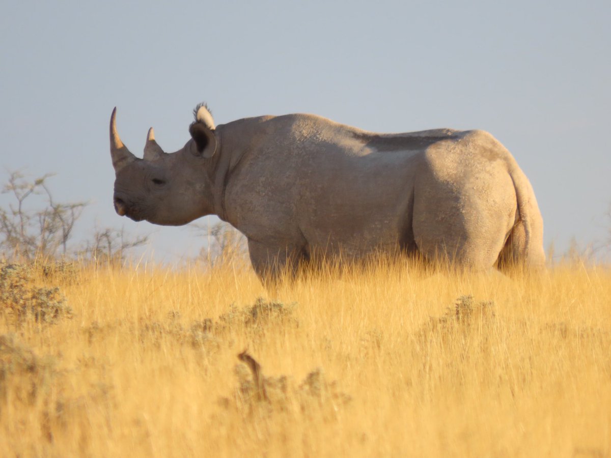 CharlesMooreUK's tweet photo. It's #WorldTourismDay2022. Namibia has everything - stunning scenery (coast, deserts, mountains and savannah), excellent wildlife, great climate, warm people and fascinating culture. Unless you like skiing, what more could you want?
🇬🇧🇳🇦 https://t.co/KFMTpwCE9N
