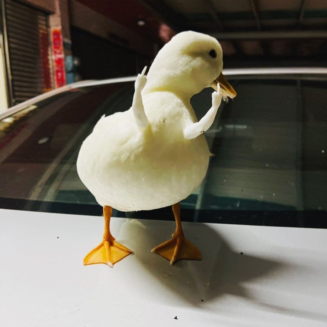 why you should have a duck 🦆 (@Haveshouldduck) on Twitter photo 2022-09-27 07:43:31