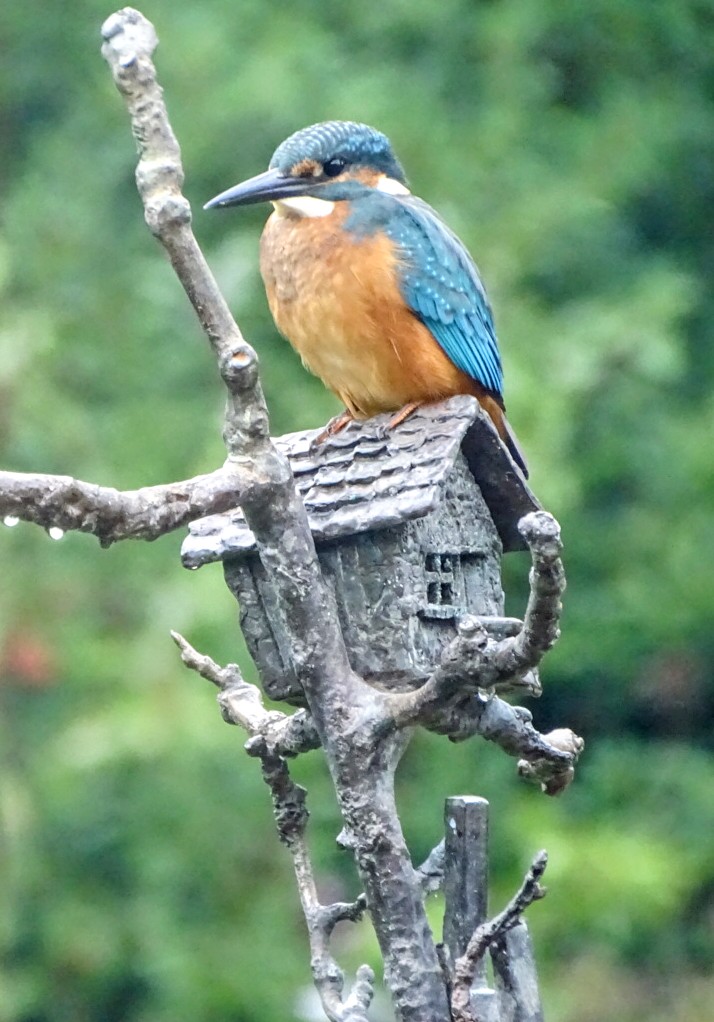 gerdavinck's tweet photo. Elke morgen op zijn vaste plekje, jonge #ijsvogelman Inmiddels vaste bezoeker van onze achtertuin #waarneming #ijsvogel #vogelbescherming #natuurineigentuin https://t.co/SrKU2dOwI2
