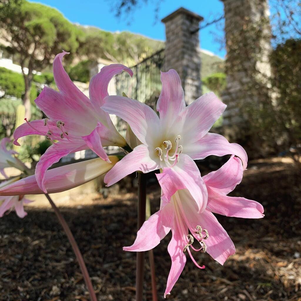 Belladonna lilies, Amaryllis belladonna are currently in flower around the gardens! . . #alamedagardens #botanicalgardens #amaryllis #belladonna #lily #flowers #flowersofinstagram #rockofgibraltar #autumnflowers #bulbs #flowersofsouthafrica instagr.am/p/CjAFPKyrGC2/