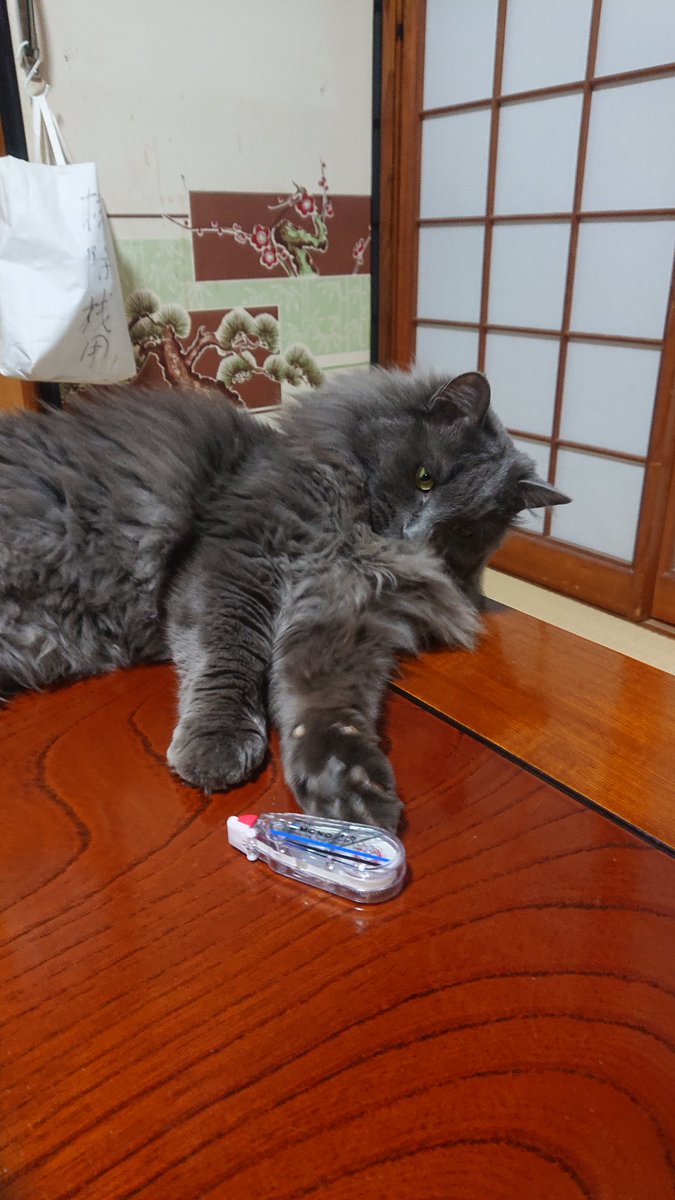 cats________'s tweet photo. #沖縄エイサー
#きいやま商店
#猫好きさんとつながりたい https://t.co/AU4AK8MG9m