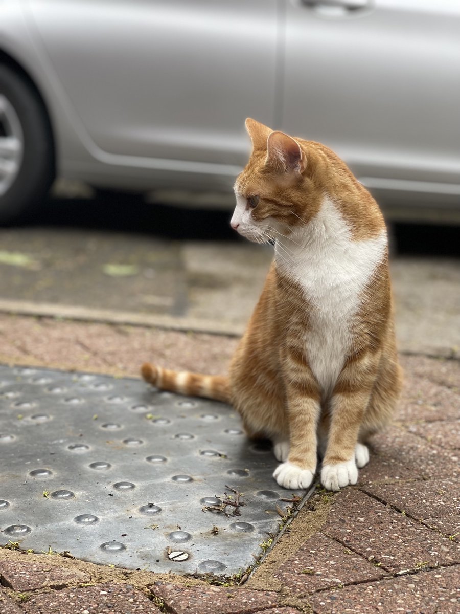 George The Stourbridge Junction Station Cat tweet media