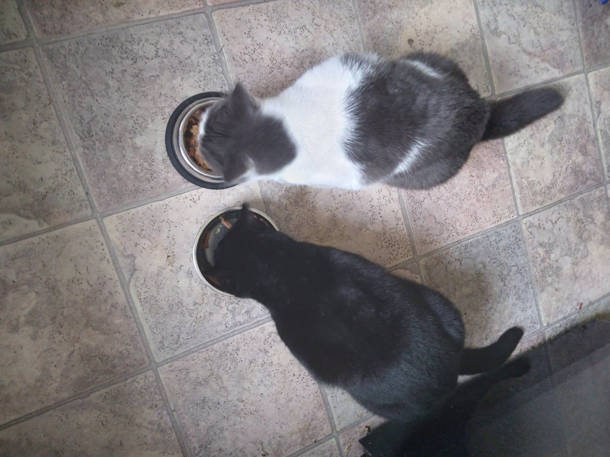 misspollyfoster's tweet photo. We're ashamed to report that on Sunday we had a falling out. A noise outside spooked us and we started growling and hissing each other. Humans put us in different rooms until we calmed down. 
All good now though. https://t.co/dzAFSVAGXT
