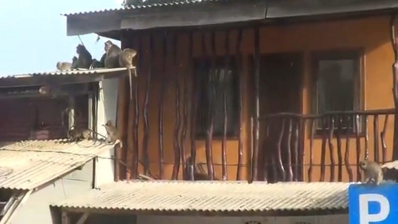 Gerombolan monyet ekor panjang (Macaca fascicularis) menyerbu permukiman warga di sekitar objek wisata Curug Cimahi atau Pelangi, D Diduga, gerombolan monyet ekor panjang (Macaca fascicularis) ini kelaparan karena sumber makanan di habitatnya berkurang.