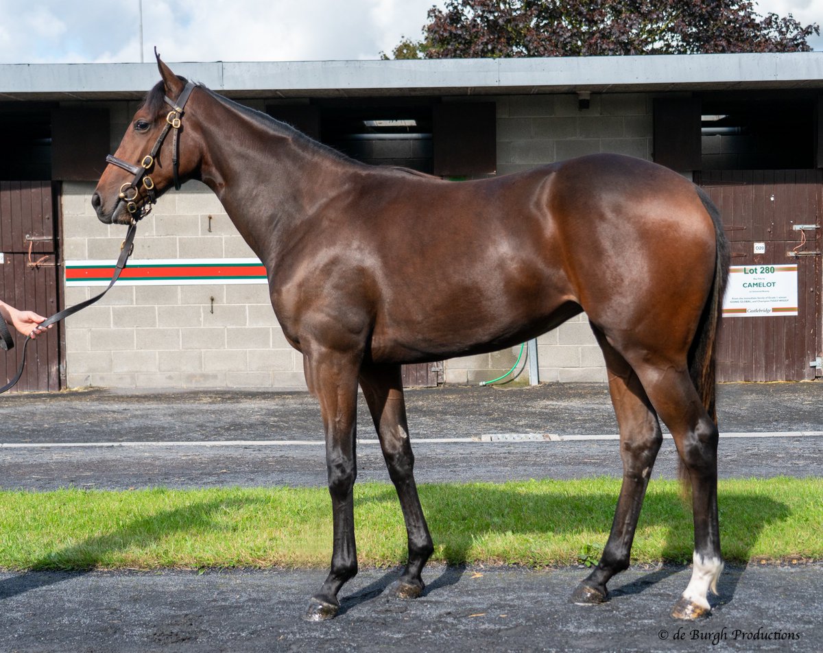 Kilcarn Stud tweet media