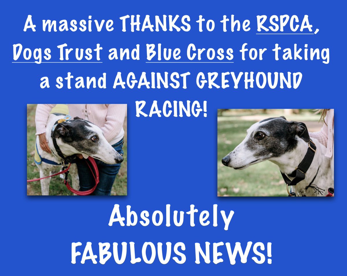 RobbieGrey2's tweet photo. Absolutely thrilled to hear that the RSPCA, Dogs Trust and Blue Cross, no longer support greyhound racing! Wonderful news! Racing should be consigned to the horrible histories books! @RSPCAChris @DogsTrust @The_Blue_Cross https://t.co/rQd5zeWTHA