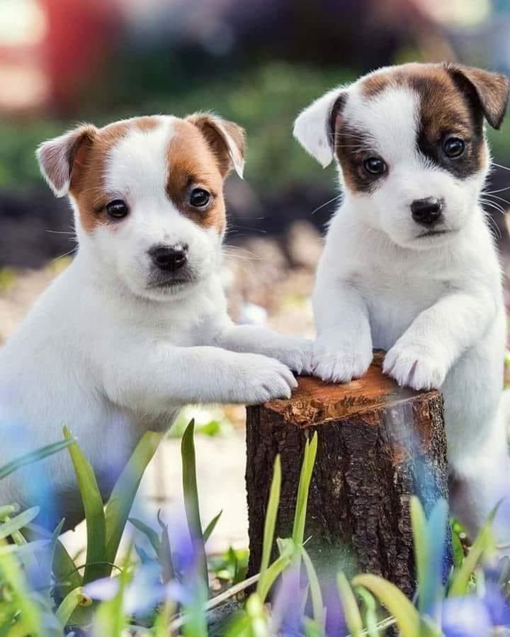 Helena293907118's tweet photo. ❤️❤️❤️❤️🐾 https://t.co/w7qKOvoy6V