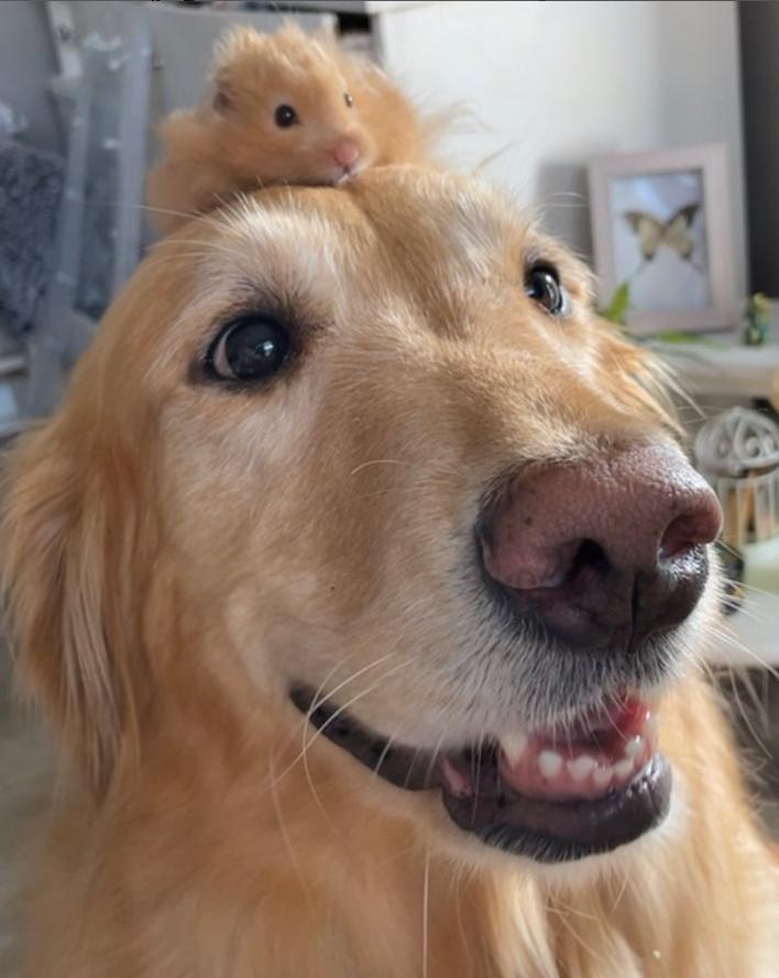 pupsmember tweet picture