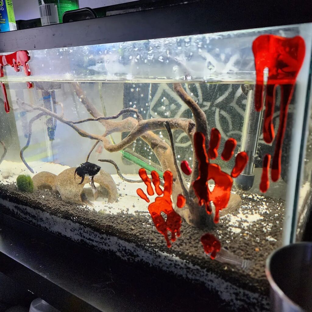 Jugbo's tweet photo. Daughter has started Halloween early.... With her fish tanks. Maybe for #FishTankFloorshowNight https://t.co/6ML25AKU7W https://t.co/MKY3GzEqOu