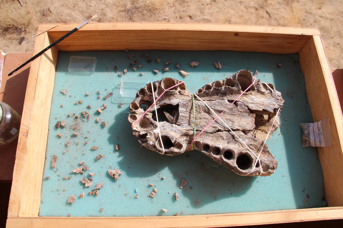 ✨Are you interested in Pleistocene evolution of African fauna? Then come work with us 😀
3-year post-doc -Quaternary African Palaeontology, #Ngipalajem Project 
<a href="/ERC_Research/">European Research Council (ERC)</a>
 
extended deadline 5.10.2022🎉🥳 - hurry up !!
jobs.cam.ac.uk/job/36783/