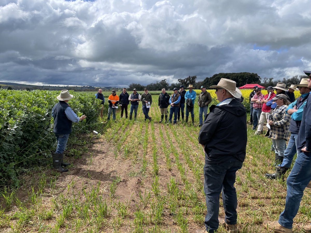 Tony Swan discussing Legumes, N legacies, Sequences, profit and Risk at the <a href="/CSIRO/">CSIRO</a> <a href="/GRDCNorth/">GRDC North</a> farming systems field day at Greenethorpe.  The weather gods were kind!  Great morning with Advisers and growers on all things systems.
