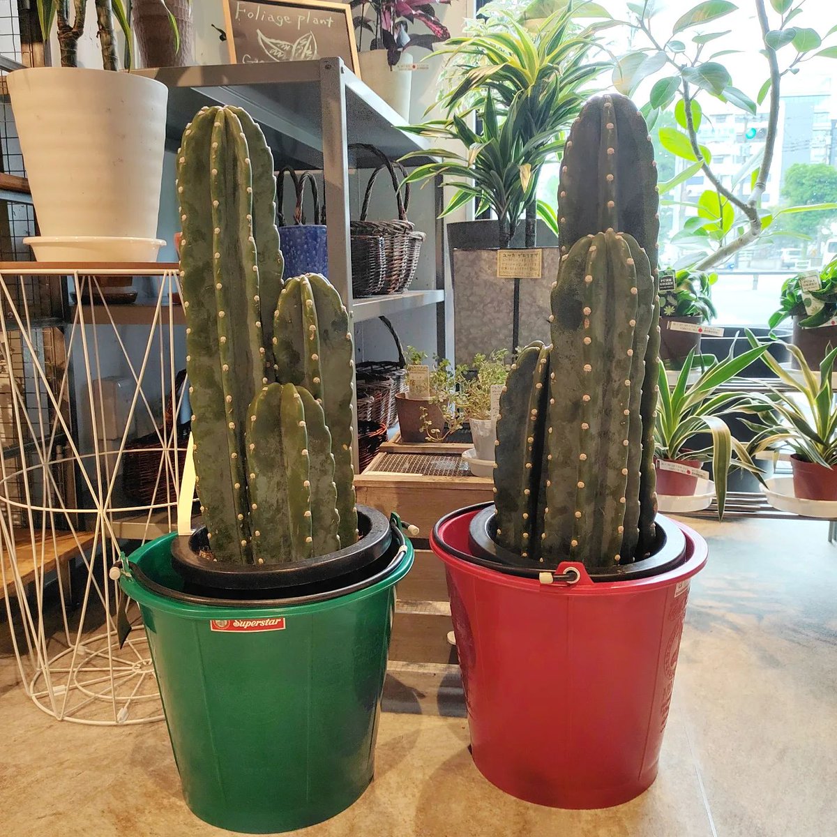 greenbase_'s tweet photo. 皆様雨の影響は、大丈夫でしたか？⁡
⁡季節の移り変わりが感じられます🌰⁡
🌱#GreenBase⁡は、皆様のお家にぴったりな
グリーン🍀⁡
⁡ドライフラワー💐⁡
⁡雑貨🧺⁡
⁡をご用意してお待ちしております♬

✨⁡ワークショップ受付中⁡
⁡「ドライフラワーフレームアレンジ」⁡
「寄せ植え 」 https://t.co/c0cXGlVnMU
