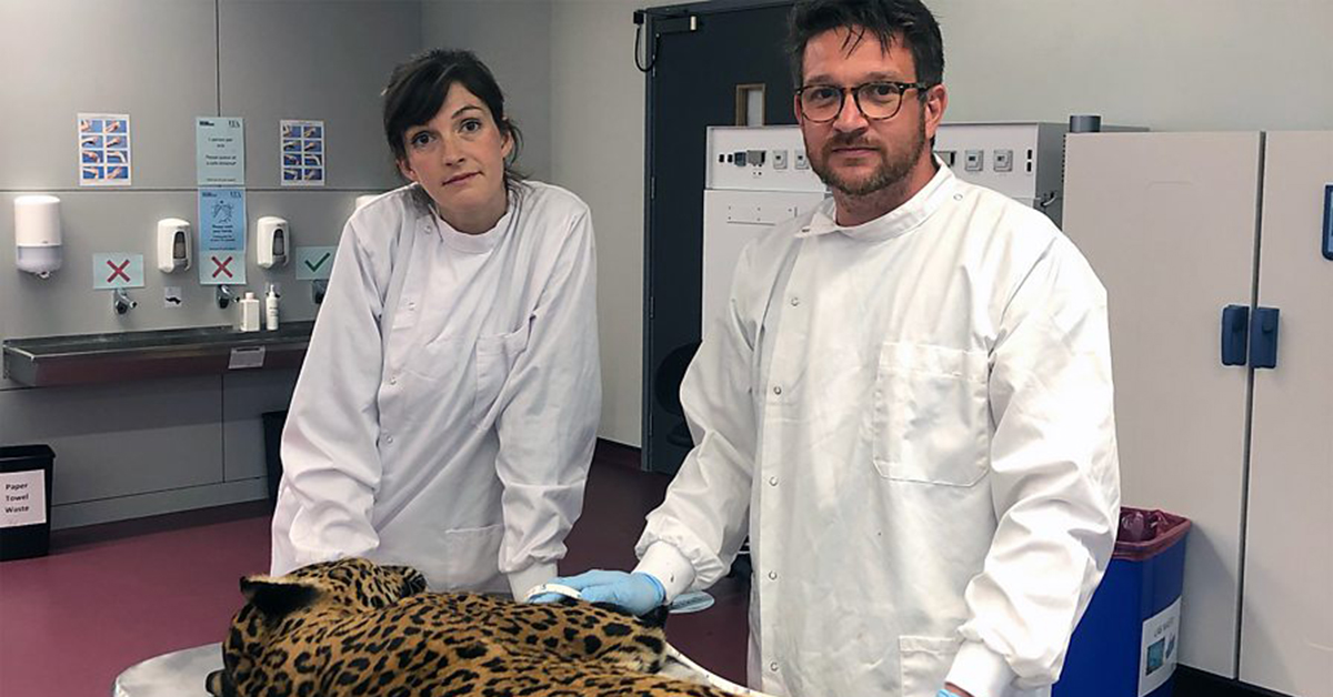 uniofeastanglia's tweet photo. Ever wondered what a cheetah, a great grey owl or an alpaca looks like on the inside? 🐆 🦉 🦙 Our Prof @Ben_garrod hosts a new series of #WildInside with @Zoologist_Jess to delve inside these wondrous animals. Tune in today 11am @BBCRadio4 or catch up at https://t.co/0GaApq72ci https://t.co/aRPcDx2hm2