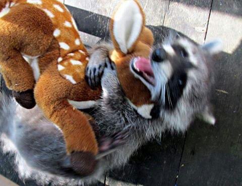 raccoonhourly tweet picture