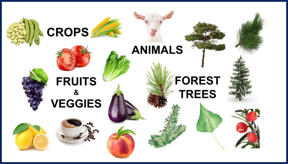 IGATechnology's tweet photo. Browse our Allegro #Genotyping Panels (SPET)
https://t.co/q3j5rWwx3S
If you need a custom panel fill this up: https://t.co/QyUtAJThlf
#TargetedGenotyping #crops #fruits #vegetables #ForestTrees #animals #agrigenomics @Tecan_Talk https://t.co/nSUwHpDXcq