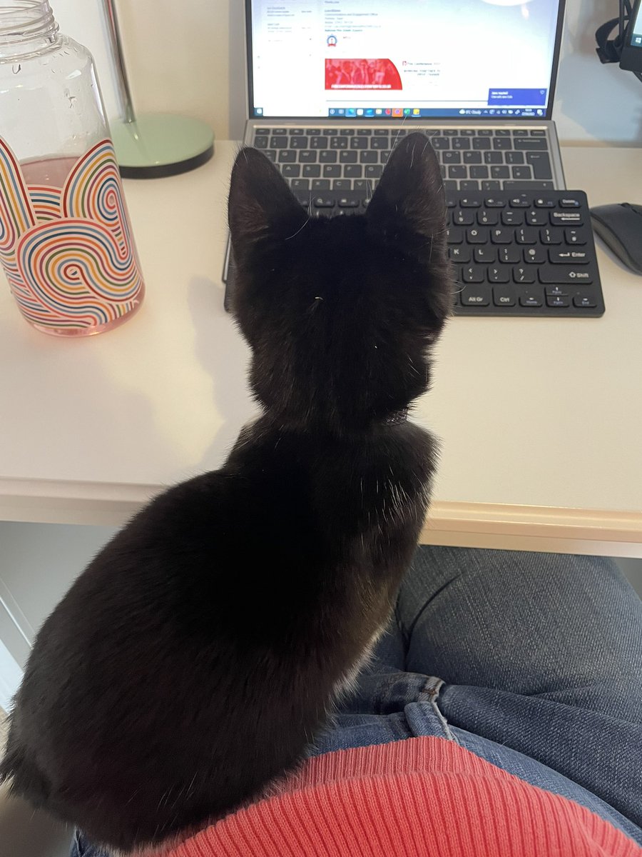 ‘I’m not a cat - it’s just a filter’