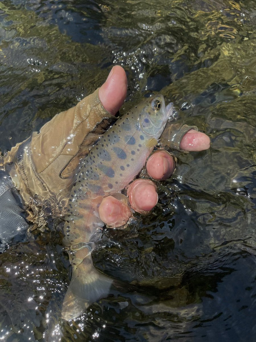klxfishing's tweet photo. 個人的最終日は閉伊川支流で🎣今シーズンは熊にも遭わずお陰様で楽しめました。ありがとうございました😊

#exts52xl #山女魚ネット #〆のラーメンと餃子 https://t.co/mLQGWggLFI