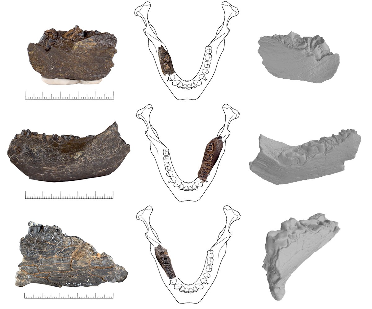 ✨Are you interested in Pleistocene human evolution in East Africa? Then Come help us find the next hominin! 😀
4-year post-doc in Palaeoanthropology, #Ngipalajem Project 
<a href="/ERC_Research/">European Research Council (ERC)</a>
 
extended deadline 5.10.2022🎉🥳 - hurry up !!
jobs.cam.ac.uk/job/36783/