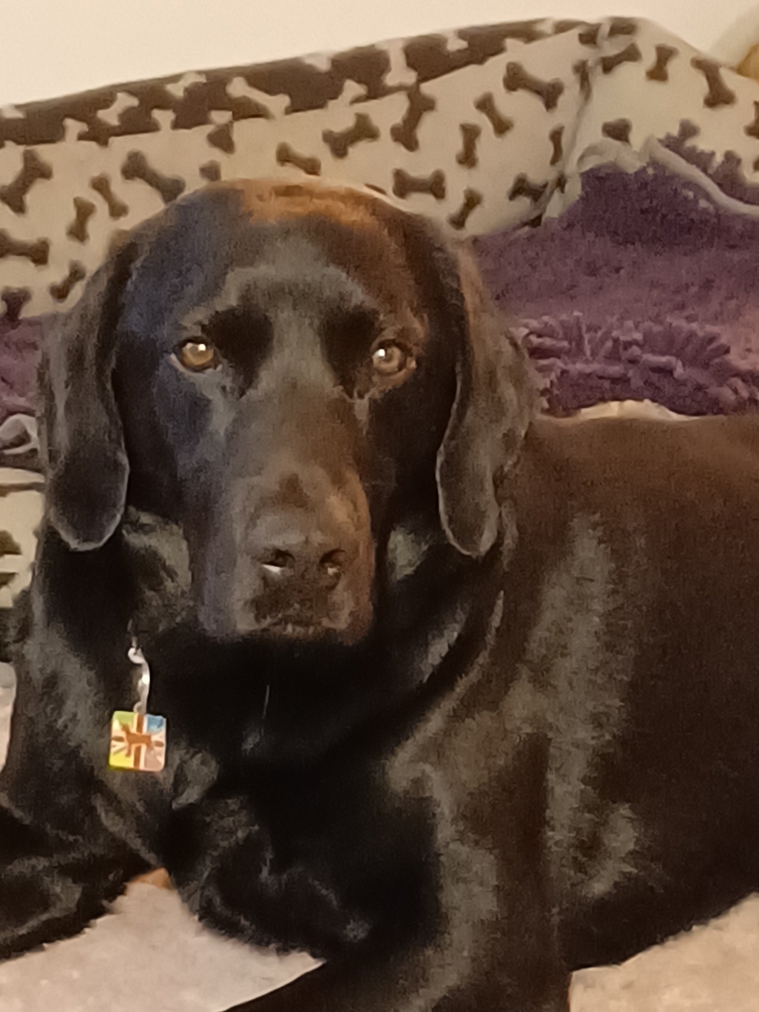 Dawn and Jones the black lab on Twitter "tedthelabrador 10. https//t