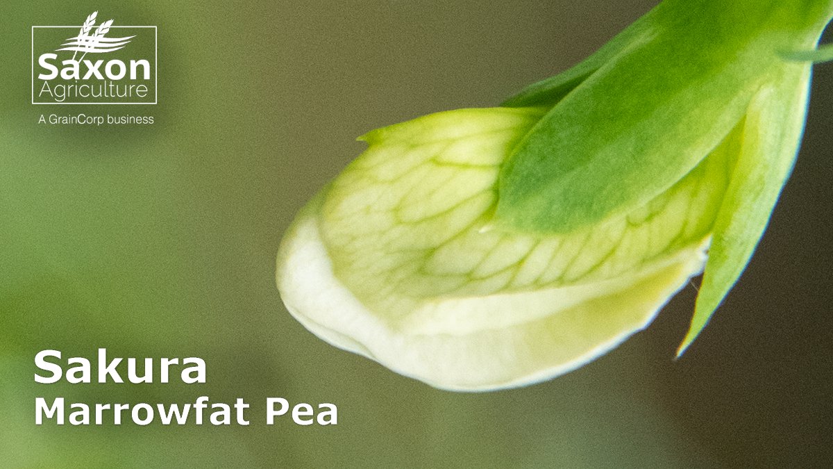 SaxonAg's tweet photo. Sakura is a high-yielding marrowfat pea and being large-seeded with good colour retention has strong market demand. Sakura is early maturing with good standing power. Contact your Saxon representative for seed and 2023 buyback options. https://t.co/DxZfNK6lUa