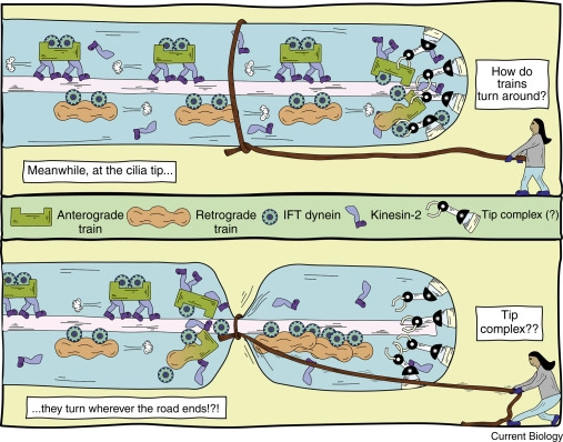 Vadim Bogatyr (@almostdrbogatyr) on Twitter photo It #worms my heart to see science accompanied by such neat art! 🧑‍🎨 - Aniruddha Mitra
Sadly, this dispatch in #CurrentBiology <a href="/CellPressNews/">Cell Press</a> is behind a paywall, so instead you can check the full #openaccess paper by <a href="/GaiaPigino/">Gaia Pigino</a>
cell.com/current-biolog… It #worms my heart to see science accompanied by such neat art! 🧑‍🎨 - Aniruddha Mitra
Sadly, this dispatch in #CurrentBiology <a href="/CellPressNews/">Cell Press</a> is behind a paywall, so instead you can check the full #openaccess paper by <a href="/GaiaPigino/">Gaia Pigino</a>
cell.com/current-biolog…