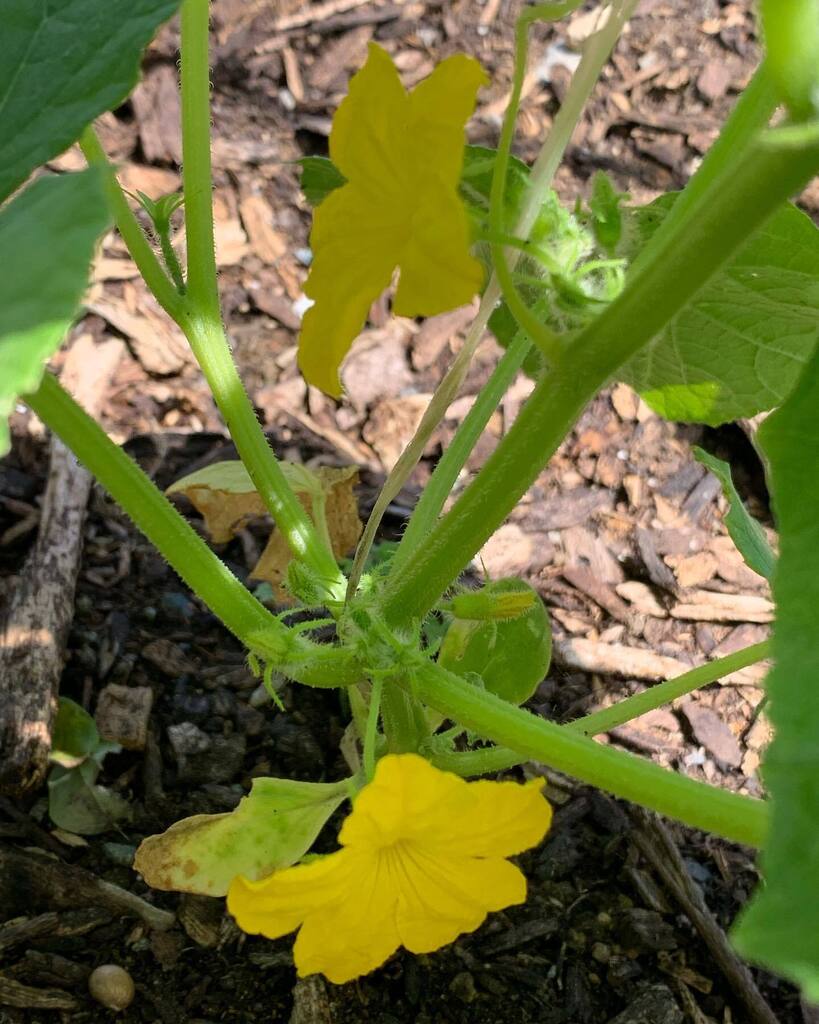 mytropicalhome's tweet photo. Cucumbers coming soon. One of the benefits of living on a tropical island is that we can grow food year round. #yamato #cucumber #cucumbers #pepinillos #pepinillo #growfood #organic #growingorganically #organicgardening #permaculture #homestead 🇵🇷🌴☀️ https://t.co/ODo2AXfUCJ https://t.co/qhAxyK3Rzo