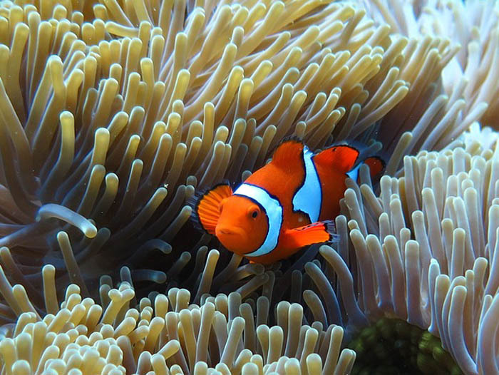 UPC_IR's tweet photo. 🐠 A study co-authored by #UPC researcher Antoni Hernández (@therfer) shows that the chemicals used by living beings to communicate obey the linguistic law of brevity.
🔗 Further information: https://t.co/EfQB1zEYsD
@la_UPC #Science #Biology #ScienceOfNature https://t.co/6r1NkZKSxY