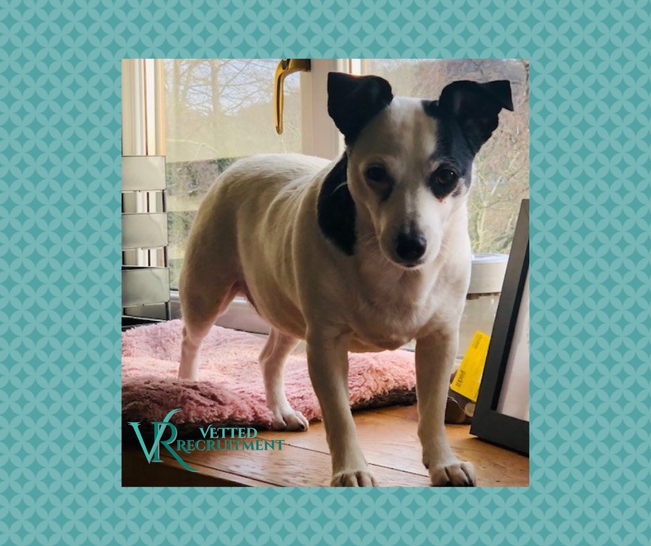 VettedRecruit's tweet photo. Vetted Recruitment would like to introduce Tilly!

She is an integral part of the team here at Vetted HQ providing daily entertainment with her gate-crashing any zoom call skill and regular squirrel alarms.
#introductions #vettedrecruitment #recruitment #veterinarycareer #tilly https://t.co/PaWvTIASHX