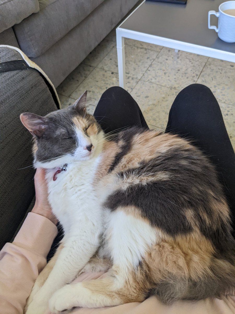 Alissa Bellotti tweet media