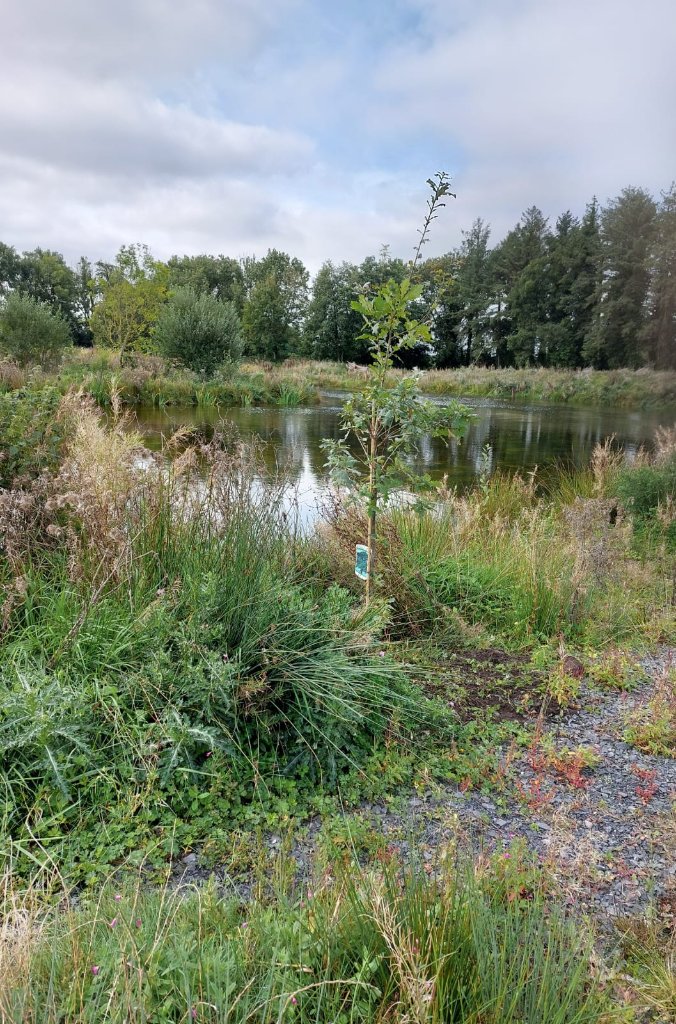Myself &amp; <a href="/RickyWhelan/">Ricky Whelan 🌍</a> had the opp yest to talk birds, insects, hedgerows, ponds, wetlands w &amp;listen to 35 young <a href="/MacranaFeirme/">Macra na Feirme</a> dairy farmers at farm of <a href="/davidkerr67/">David Kerr</a> in #Laois. Mature/diverse hedgerows, lake, waterfowl, Kingfisher, bats ++ on this farm. Gr8 to see such interest.