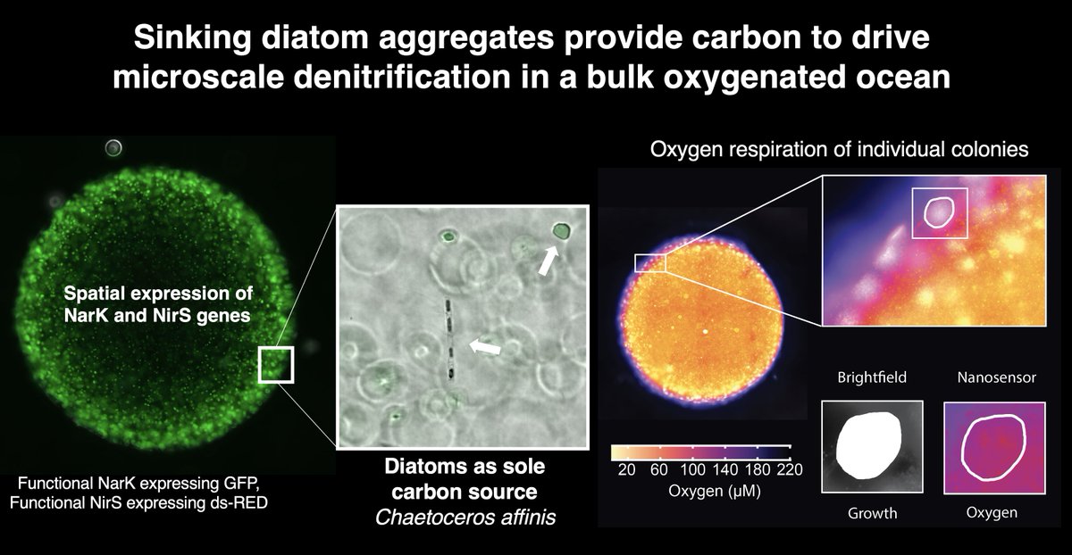 I joined the club of preprint @biorxivpreprint. Together with Omar Tantawi, Irene Zahng @me_microbes_and Desiree Plata, Andrew Babbin @babbinox . We ventured in the realm of micro-scale to link carbon export to denitrification on a large scale in oxygenated ocean (~50 mt depth).