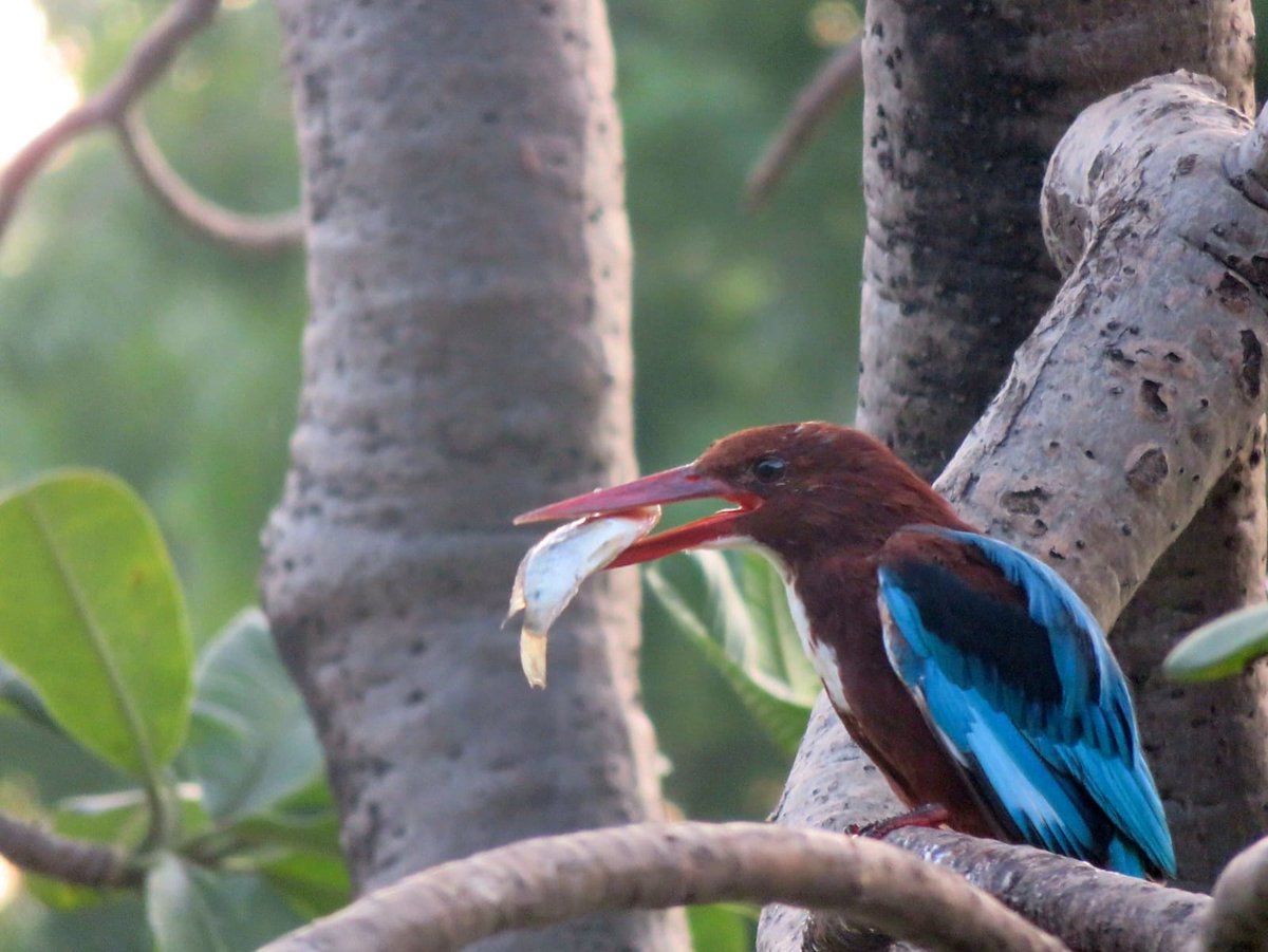 Dharmeshjraval4's tweet photo. 1. White-throated kingfisher 
2. Tortoises 
3. Red-Watled Lapwing  
#IndiAves @IndiAves
#luv4wilds @WorldofWilds
@ThePhotoHour @BirdLife_Asia #nikonindia #birdphotography #BBCWildlifePOTD @BirdWatchingMag @NatureIn_Focus @NikonIndia #ThroughYourLens
#BirdsSeenIn2022 https://t.co/E6eZkAtbs9