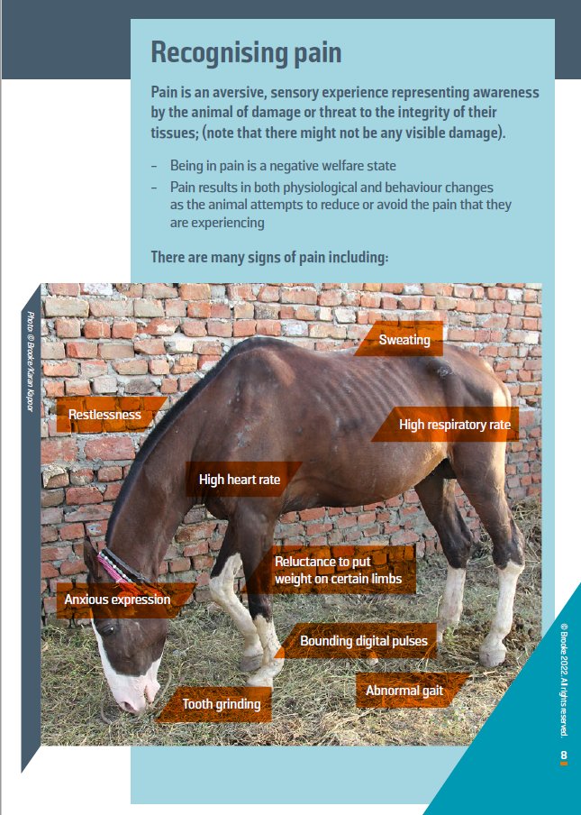 emmamilnethevet's tweet photo. Love this - If you are a vet student returning to your studies or have recently become a vet or paravet check out @TheBrooke’s new Pocket Guide to Working Equid Veterinary Consults it’s free to download in English, French and Spanish: https://t.co/TuMUdoqjrC #AnimalPainAwareness https://t.co/xiVvsysJFL