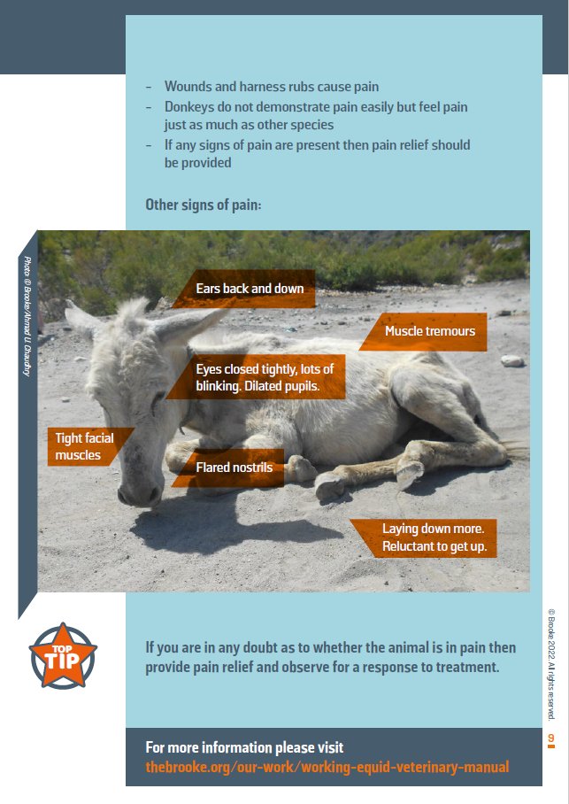 emmamilnethevet's tweet photo. Love this - If you are a vet student returning to your studies or have recently become a vet or paravet check out @TheBrooke’s new Pocket Guide to Working Equid Veterinary Consults it’s free to download in English, French and Spanish: https://t.co/TuMUdoqjrC #AnimalPainAwareness https://t.co/xiVvsysJFL