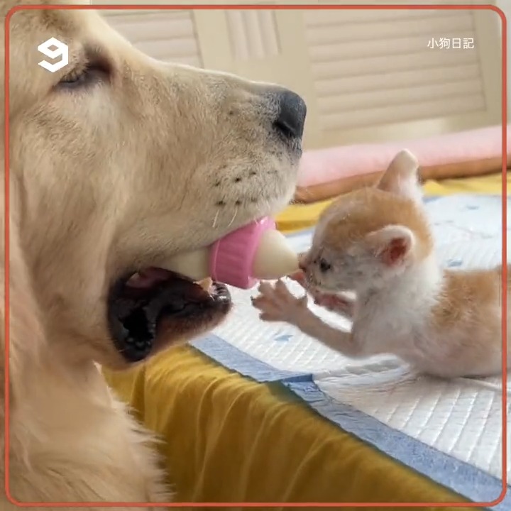 9gag пёџ Memeland On Twitter Goldie Got A Cat