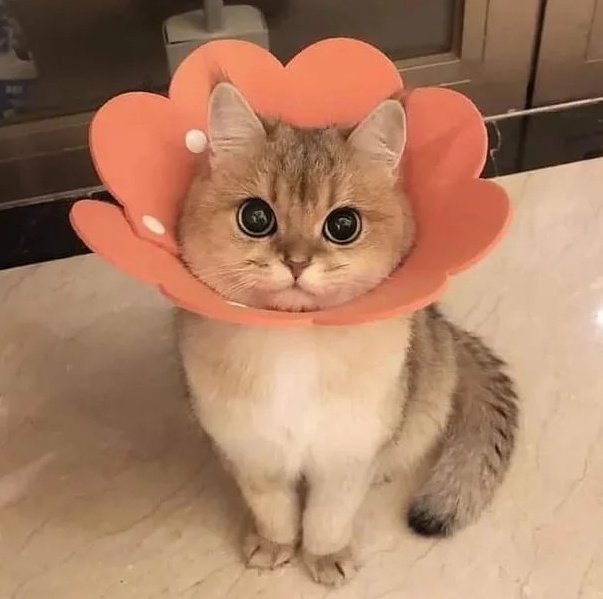 HannibalTheC's tweet photo. #askflora https://t.co/0zRPXCo0k0